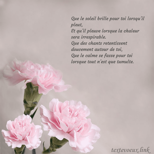 Carte de voeux avec oeillets roses