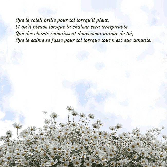 Carte de voeux avec marguerites