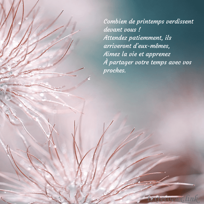 Carte postale avec des plantes duveteuses Combien de printemps verdissent devant vous !
Atte Carte postale avec des plantes duveteuses