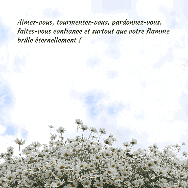 Carte de voeux avec marguerites