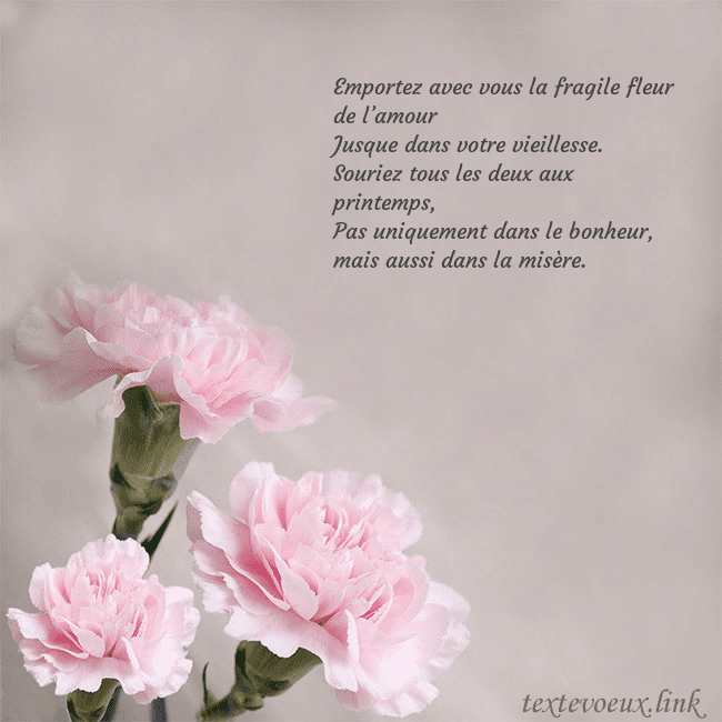 Carte de voeux avec oeillets roses Emportez avec vous la fragile fleur de l’amour
Ju Carte de voeux avec oeillets roses