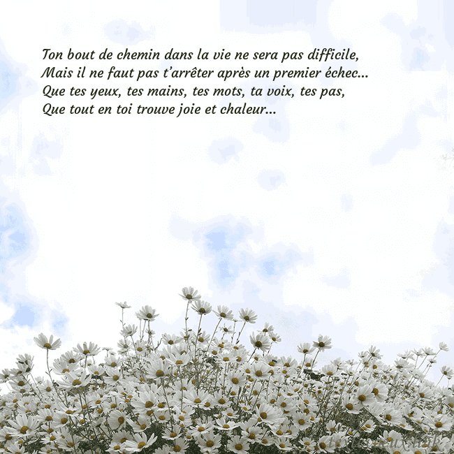 Carte de voeux avec marguerites