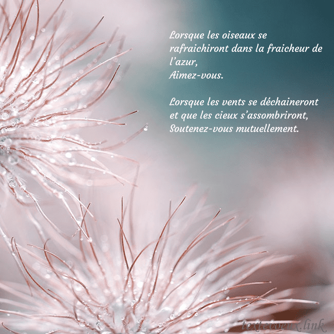 Carte postale avec des plantes duveteuses Lorsque les oiseaux se rafraichiront dans la fraic Carte postale avec des plantes duveteuses