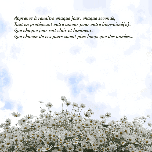 Carte de voeux avec marguerites Apprenez à renaître chaque jour, chaque seconde,
T Carte de voeux avec marguerites