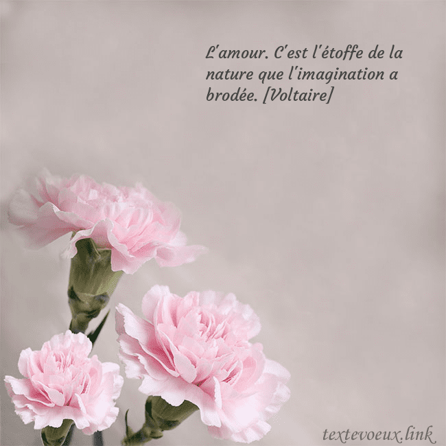 Carte de voeux avec oeillets roses