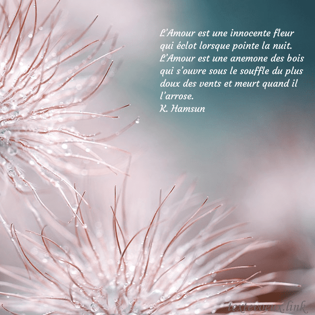 Carte postale avec des plantes duveteuses L’Amour est une innocente fleur qui éclot lorsque Carte postale avec des plantes duveteuses