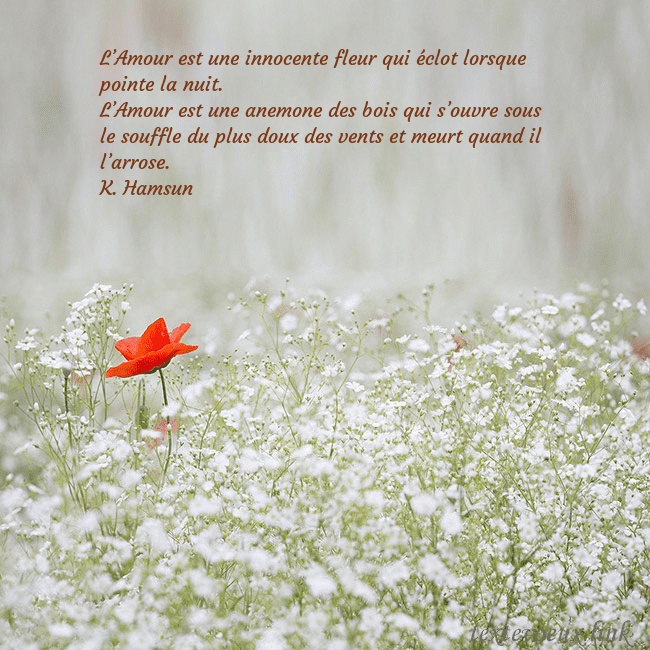 Carte électronique à fleurs blanches L’Amour est une innocente fleur qui éclot lorsque Carte électronique à fleurs blanches