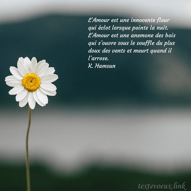 E-carte avec marguerite L’Amour est une innocente fleur qui éclot lorsque E-carte avec marguerite
