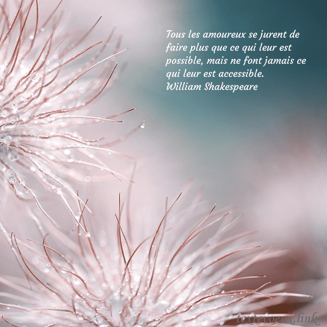 Carte postale avec des plantes duveteuses Tous les amoureux se jurent de faire plus que ce q Carte postale avec des plantes duveteuses