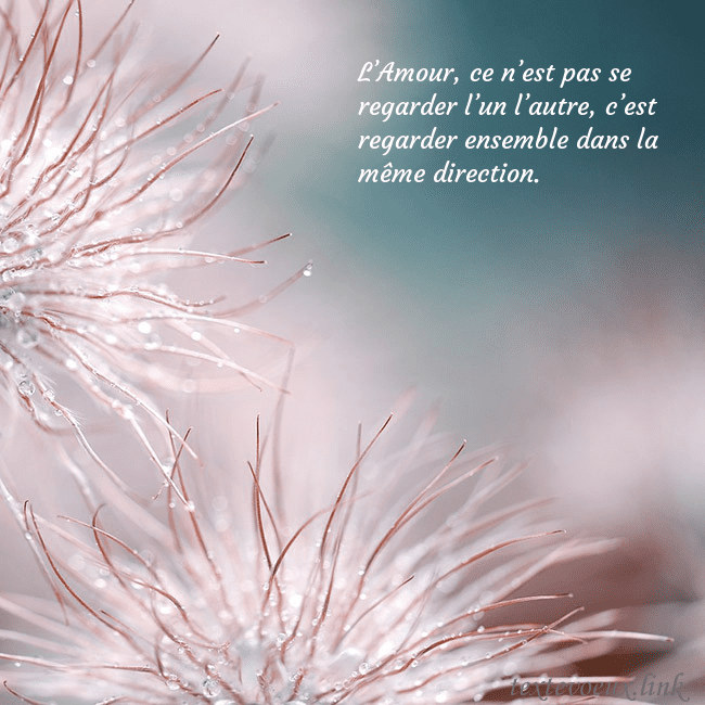 Carte postale avec des plantes duveteuses