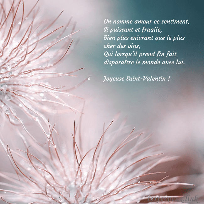 Carte postale avec des plantes duveteuses