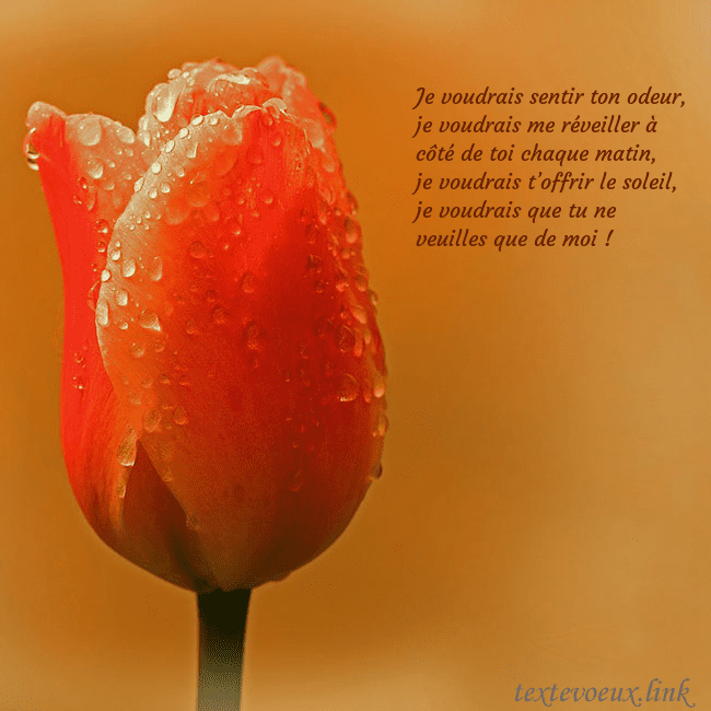 Carte de voeux avec tulipe rouge Je voudrais sentir ton odeur, je voudrais me révei Carte de voeux avec tulipe rouge