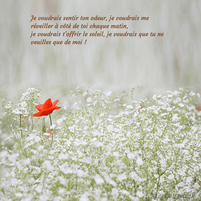 Carte électronique à fleurs blanches Je voudrais sentir ton odeur, je voudrais me révei Carte électronique à fleurs blanches
