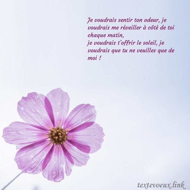 Carte électronique avec fleur violette Je voudrais sentir ton odeur, je voudrais me révei Carte électronique avec fleur violette