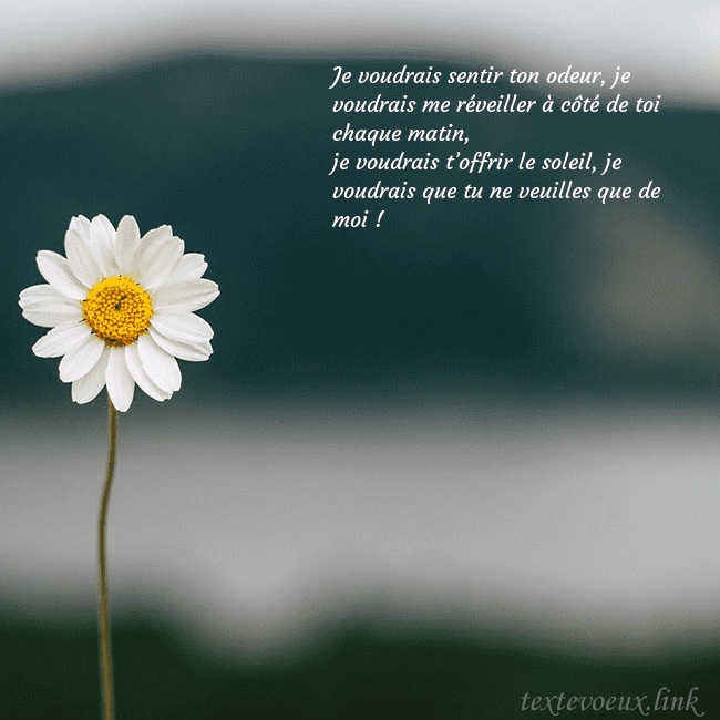 E-carte avec marguerite Je voudrais sentir ton odeur, je voudrais me révei E-carte avec marguerite