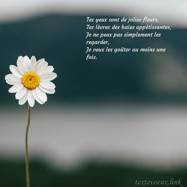 E-carte avec marguerite Tes yeux sont de jolies fleurs,
Tes lèvres des bai E-carte avec marguerite