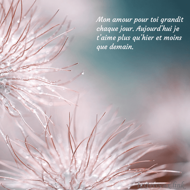 Carte postale avec des plantes duveteuses