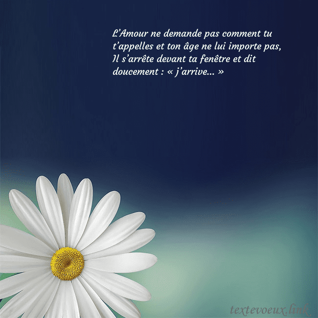 Carte postale avec une grande marguerite L’Amour ne demande pas comment tu t’appelles et to Carte postale avec une grande marguerite