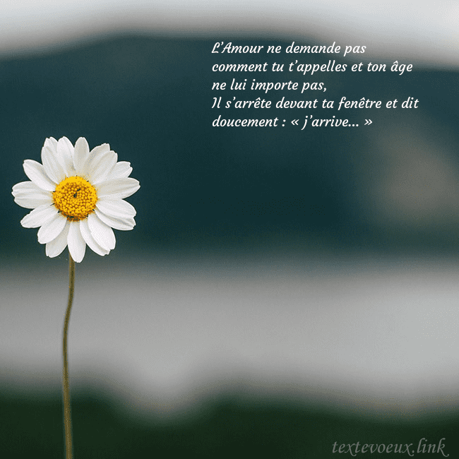 E-carte avec marguerite L’Amour ne demande pas comment tu t’appelles et to E-carte avec marguerite