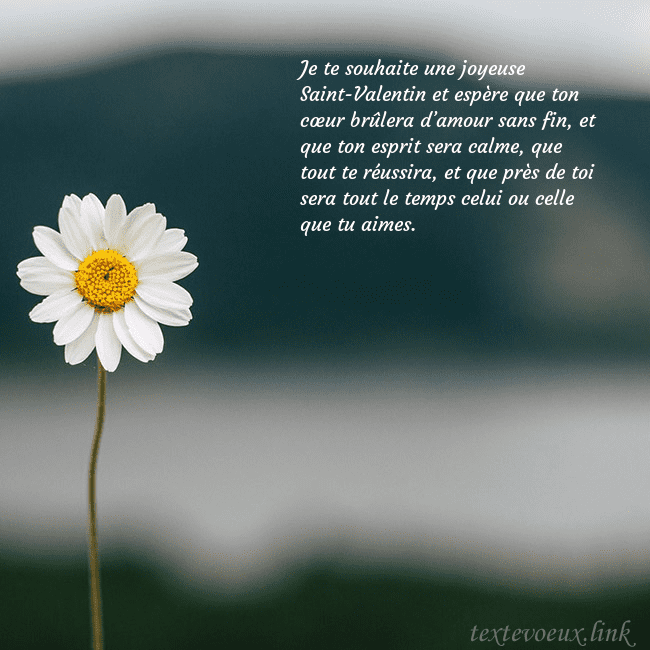 E-carte avec marguerite Je te souhaite une joyeuse Saint-Valentin et espèr E-carte avec marguerite