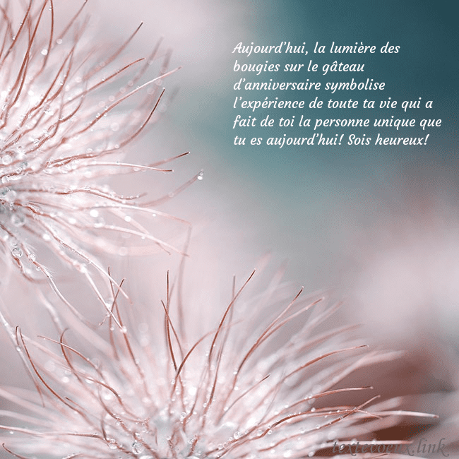 Carte postale avec des plantes duveteuses