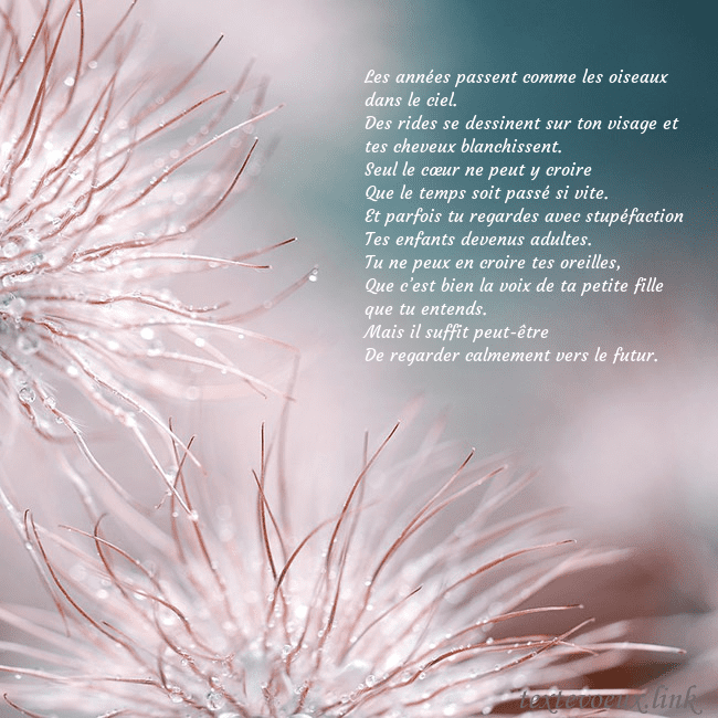 Carte postale avec des plantes duveteuses Les années passent comme les oiseaux dans le ciel. Carte postale avec des plantes duveteuses