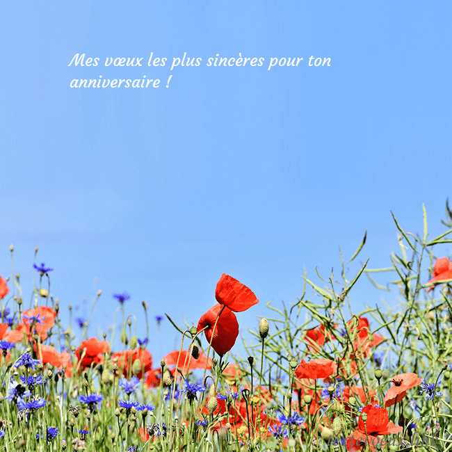 Carte d'anniversaire avec des coquelicots