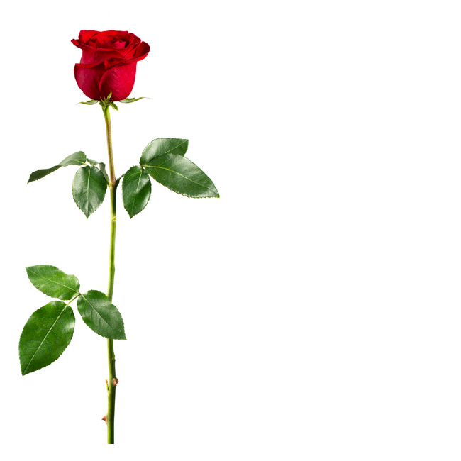 Cartes d'anniversaire personnalisées Carte de vœux avec une rose rouge