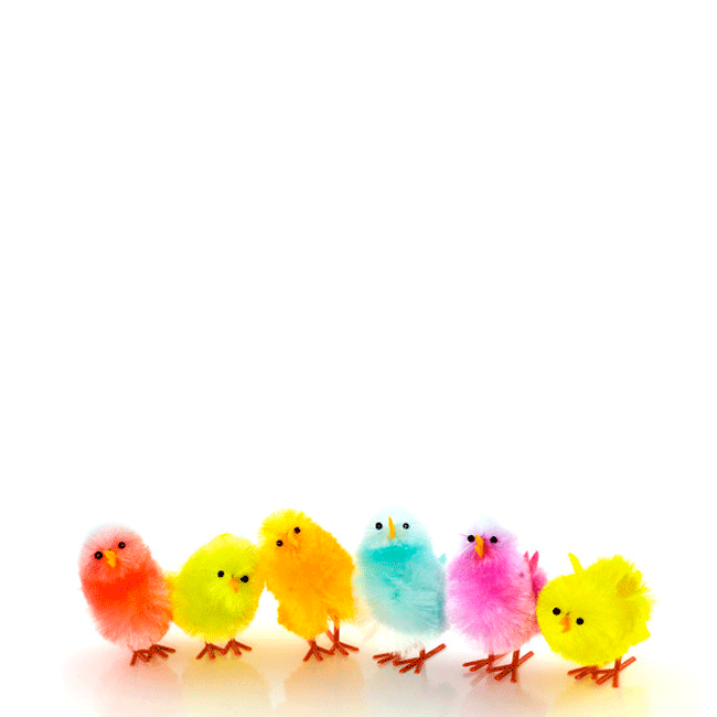 Vœux de Pâques par email poulets colorés