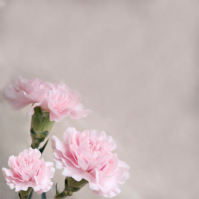 Cartes voeux mariage Carte de voeux avec oeillets roses