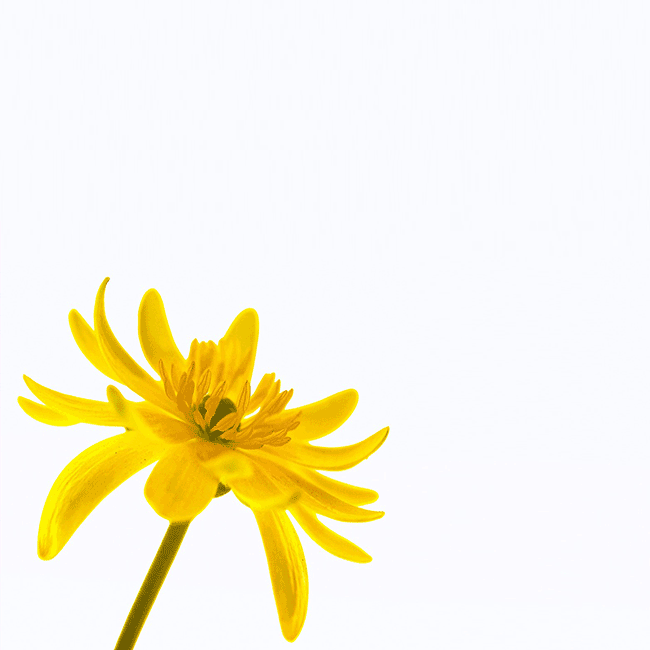 Cartes d'anniversaire personnalisées Carte de voeux avec fleur jaune