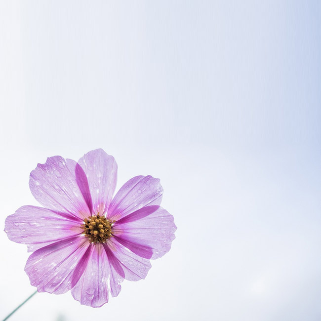 Cartes d'anniversaire personnalisées Carte électronique avec fleur violette
