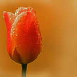 Cartes d'anniversaire personnalisées Carte de voeux avec tulipe rouge