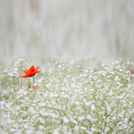  Carte électronique à fleurs blanches