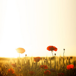  Carte postale électronique avec soleil et champ de coquelicots