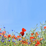 Cartes d'anniversaire personnalisées Carte d'anniversaire avec des coquelicots